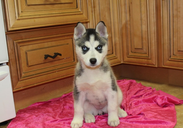 Blue Eyes Siberian Husky puppy Girl Blue Eyes Siberian Husky puppy Girl