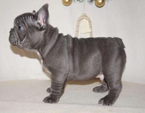 Blue French Bulldog Pups Text Us At 217 471-7677 Blue French Bulldog Pups Text Us At 217 471-7677