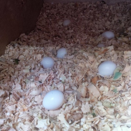 Fertile parrot eggs for all species Fertile parrot eggs for all species