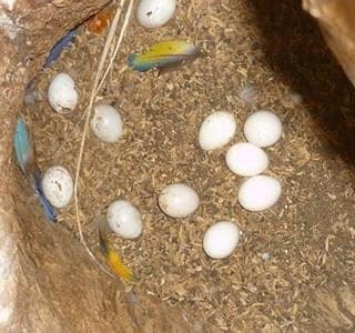 Fertile parrot eggs for sale Fertile parrot eggs for sale