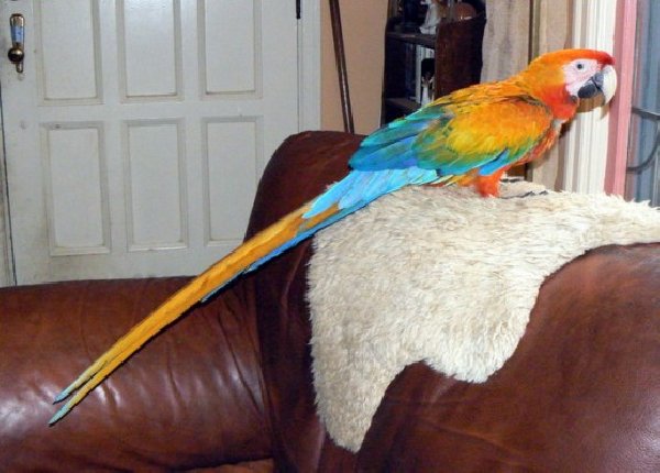 Harlequin Macaws Camelot macaws Buffon Macaws Hahn Harlequin Macaws Camelot macaws Buffon Macaws Hahn
