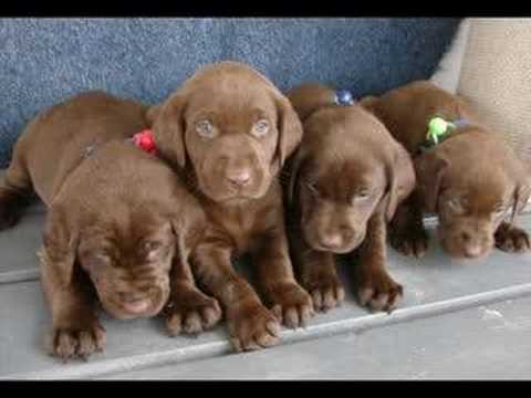Male & female Labrador Retriever puppies for sale Male & female Labrador Retriever puppies for sale