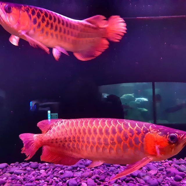 Super Red Arowana,Albino Stingray fish for sale Super Red Arowana,Albino Stingray fish for sale