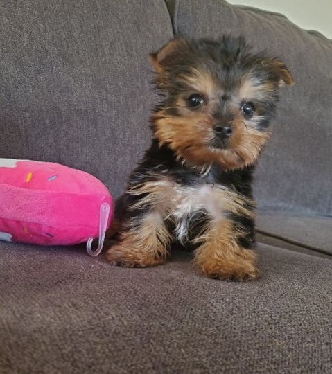 Teacup Yorkie puppies ready for their new homes Teacup Yorkie puppies ready for their new homes