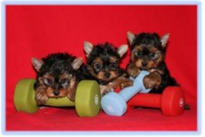 Well Tamed Yorkshire Terrier Puppies Well Tamed Yorkshire Terrier Puppies
