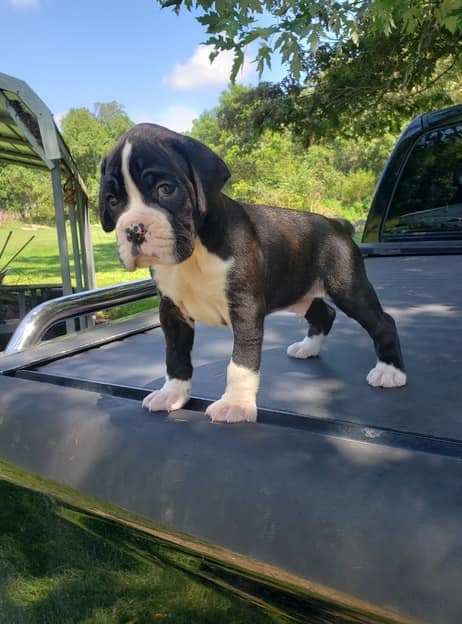 Amazing Boxer puppies for sale Amazing Boxer puppies for sale