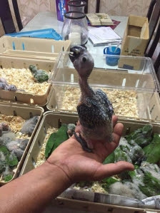 Parrots And Fertile Tested Parrot Eggs Parrots And Fertile Tested Parrot Eggs
