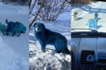 Russia, viral, bright blue stray dogs found in russia, Dogs Russia, viral, bright blue stray dogs found in russia, Dogs