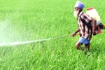 Punjab, Kharif, centre orders immediate procurement of paddy rice in punjab amid protests, Modi government Punjab, Kharif, centre orders immediate procurement of paddy rice in punjab amid protests, Modi government