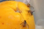 farm lands effected by fruit flies, farm lands effected by fruit flies, fruit flies of oriental found in miami farmlands, Hurricane irma farm lands effected by fruit flies, farm lands effected by fruit flies, fruit flies of oriental found in miami farmlands, Hurricane irma
