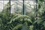 positive, pot plants, growing plants good for you and your home, Amazing positive, pot plants, growing plants good for you and your home, Amazing