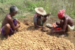 potato farming at home, potato farming process, pepsico case potato farmers in gujarat seek compensation for harassment, Pepsico potato farming at home, potato farming process, pepsico case potato farmers in gujarat seek compensation for harassment, Pepsico
