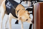 Study with dogs ability, Research with dogs, test going on dogs ability to identify covid 19 patients by uk researchers, Dogs Study with dogs ability, Research with dogs, test going on dogs ability to identify covid 19 patients by uk researchers, Dogs