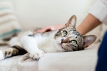 new york, covid-19, two pet cats in new york test positive for covid 19, Dogs new york, covid-19, two pet cats in new york test positive for covid 19, Dogs
