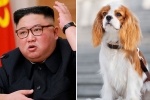 North Korea, food supply, north koreans ordered to hand over pet dogs for meat amid food shortages, Dogs North Korea, food supply, north koreans ordered to hand over pet dogs for meat amid food shortages, Dogs