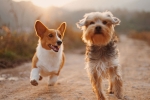 healthcare, healthcare, us boasts a 72 billion dollar industry over their obsession with pets, Grooming